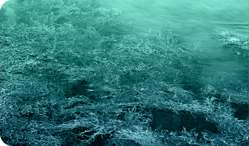 Grupo de algas